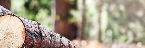 Building supply and lumber