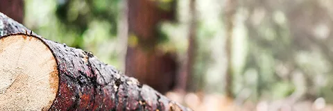 Building supply and lumber